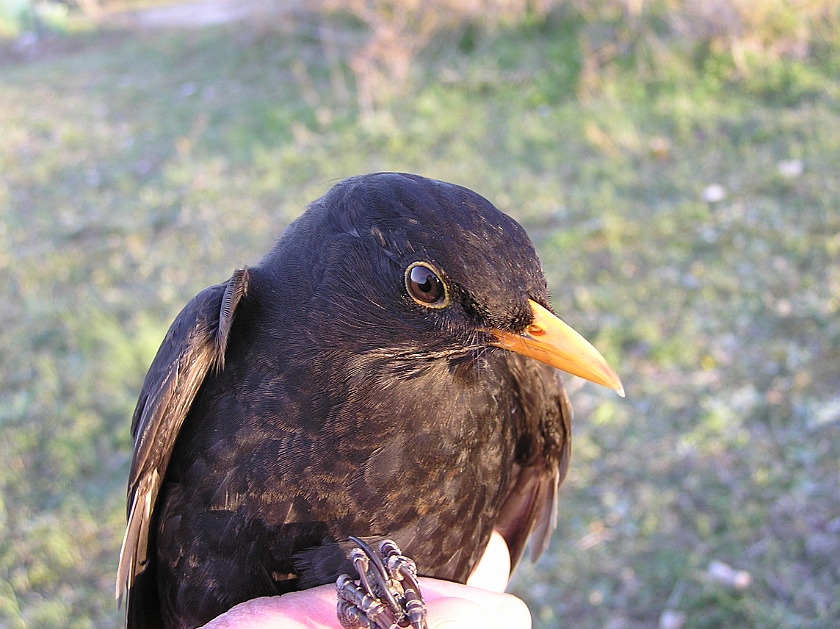 Common Blackbird, Sundre 20070503